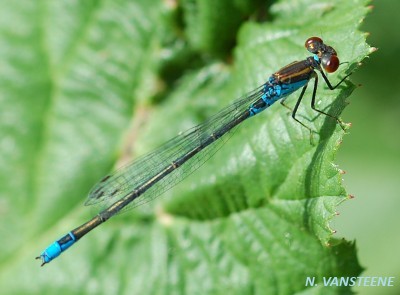 Erythromma viridulum